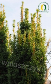 Taxus baccata 'Fastigiata Robusta'